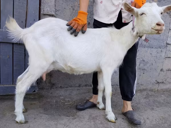 Ямаа, Saanen goat