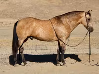 Kuda jantan, Quarter Horse — foto 2