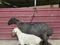 Biri-biri betina, Sheep — foto 3