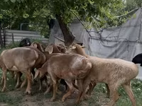 Ovce, Arashan sheep — foto 1