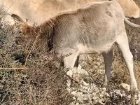 گاو ماده, گاو — عکس 2