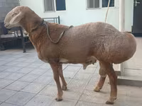 แกะตัวผู้, Edilbay sheep — รูปภาพ 1