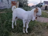 Kambing jantan, Gulabi goats — foto 3