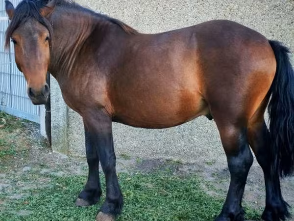 Hengst, Međimurje horse