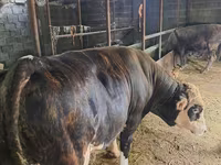 گاو نر, Simmental cattle — عکس 1