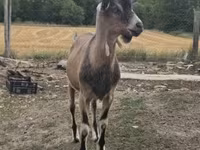 Kozel, Alpine goat — foto 7