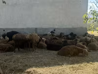 Kambing jantan, Rhon sheep — foto 4