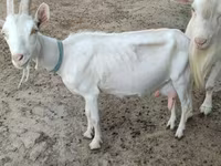 بز ماده, Saanen goat — عکس 5