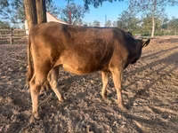 Sigir, Qoramol — 3-rasm