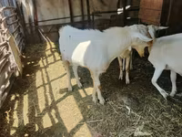 Chèvre, Saanen goat — photo 2
