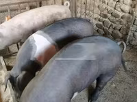 Scroafă, Porci — foto 2