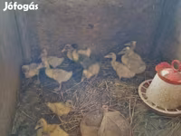Ducks — ảnh 1