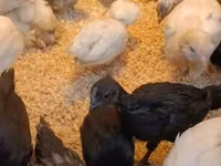 Ayam Cemani — zdjęcie 2