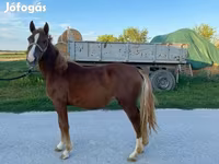 Klisna, Koně — foto 2