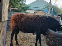 قوچ, Romanov sheep — عکس 5