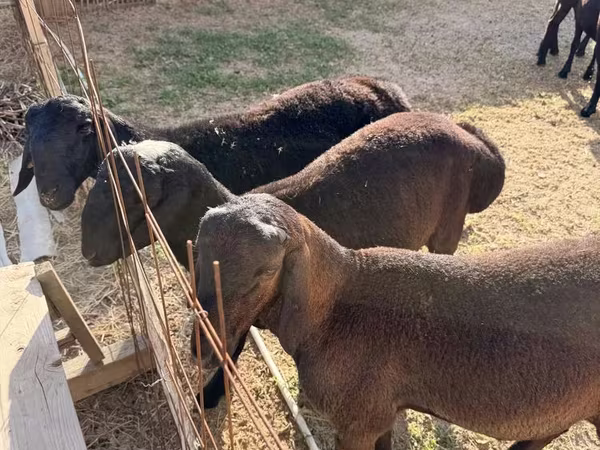 قوچ, Hissar sheep