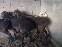 Ram, Hissar sheep — photo 4