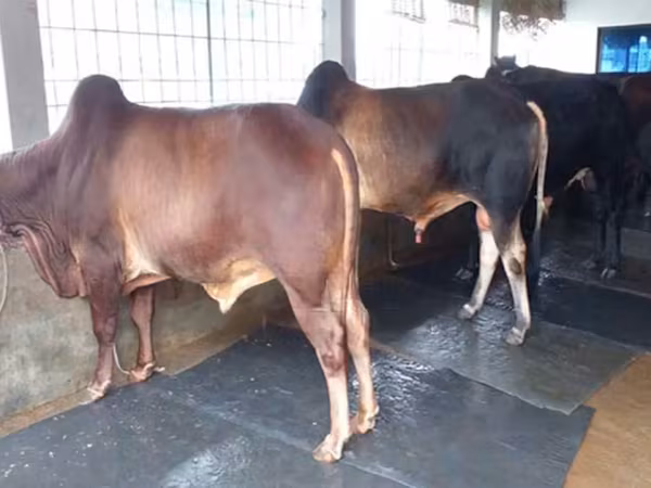 Bull, Cattle — Bangladesh