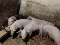 Beer, Varkens — foto 4