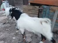 बकरा, Beetal goats — फ़ोटो 5