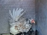 Chickens — 사진 1
