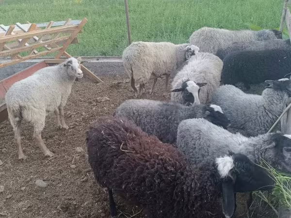 Carneiro, Romanov sheep