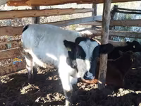 Banteng, Simmental cattle — foto 1