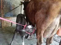 Krava, Red Estonian cattle — foto 3