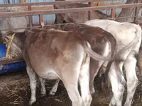 Ko, Simmental cattle — foto 6