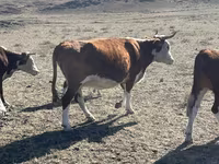 گائے, Simmental cattle — تصویر 3
