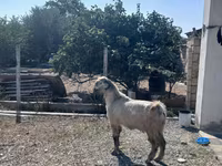 แพะตัวผู้, Damask goat — รูปภาพ 5
