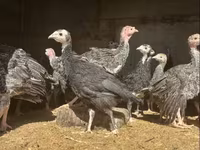 Turkeys — รูปภาพ 2