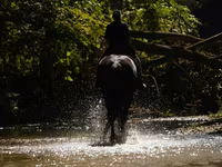 Hingst, Friesian — foto 7