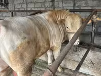 گاو نر, نژاد آولی‌اکول — عکس 2