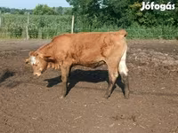วัวตัวเมีย, Simmental cattle — รูปภาพ 6