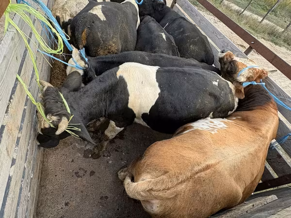 گاو ماده, Simmental cattle