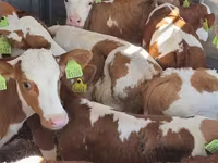 மாடுகள் (தொகுதி, பாலினம் குறிப்பிடப்படவில்லை), Simmental cattle — புகைப்படம் 1