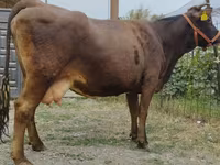 Kuh, Simmental cattle — Foto 4