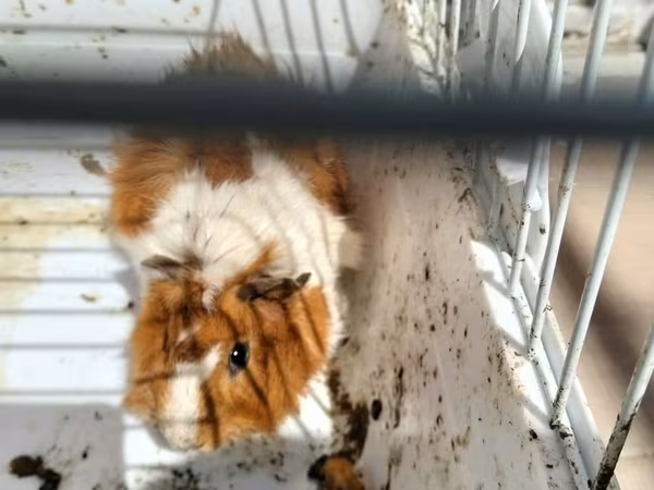 Heyvan: Dekorativ dəniz donuzu (guinea pig) Xüsusiyyətlər: - Rəng