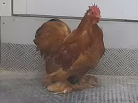 Pekin-Zwerg — Foto 2