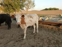 گاو ماده, Simmental cattle — عکس 4