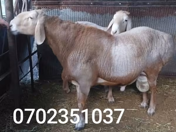 Ram, Sheep — Kyrgyzstan