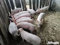Schweine (Partie, Geschlecht nicht angegeben), Крупная белая — Foto 2