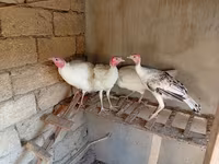 Turkeys — عکس 1