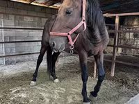 Cavallo, Cavalli — foto 2