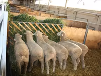 Berbec, Dorset horn sheep — foto 4