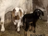 Kozel, Kamori goats — foto 4