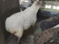 母羊, Sheep — 照片 5