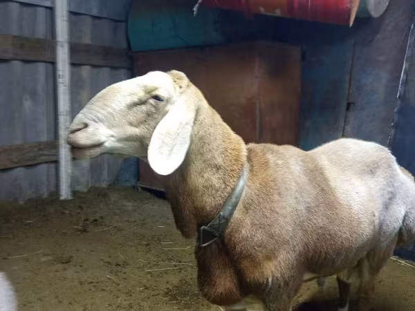 Berbec, Arashan sheep