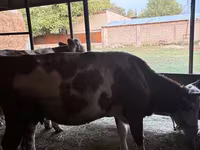 گاو ماده, Latvian Blue cattle — عکس 3